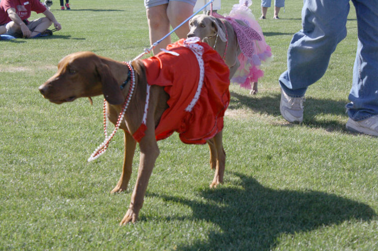 Ahwatukee Family Dog Show